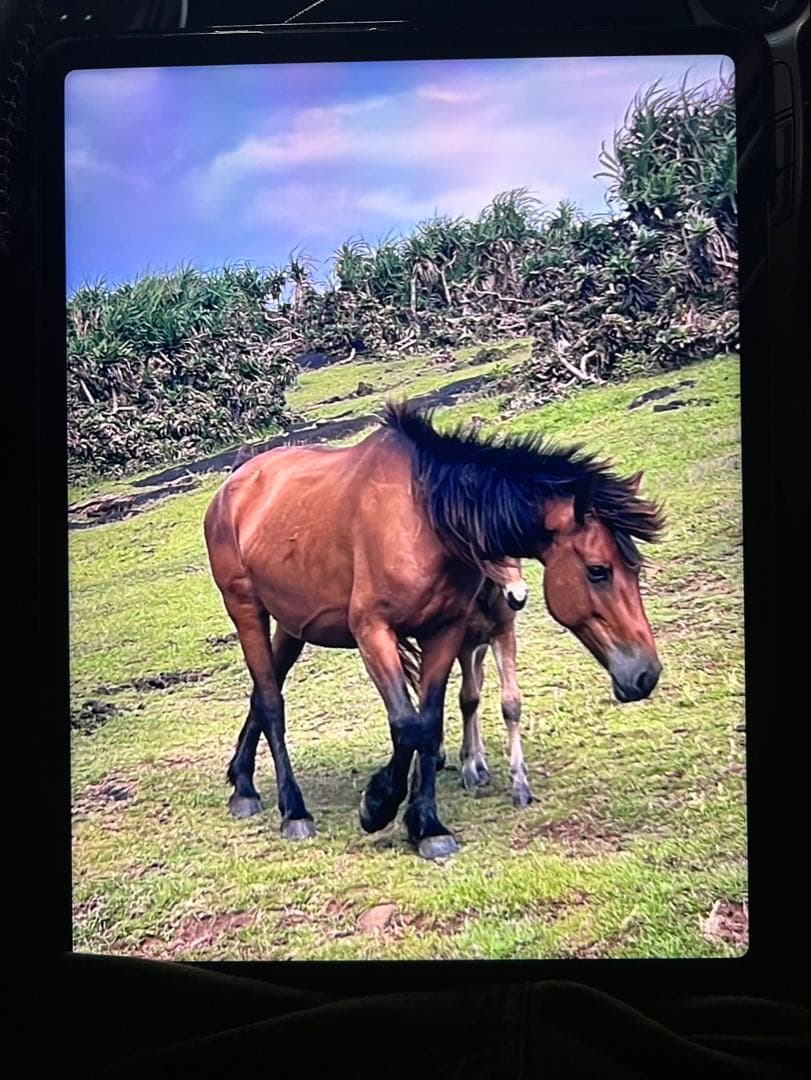 iPad Pro12.9(第6世代) Wi-Fi＋Cellular 256GB