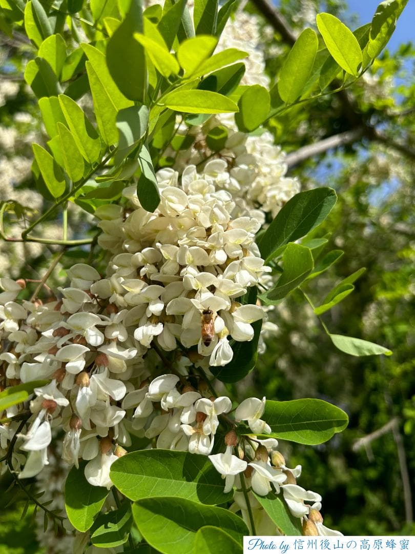 【再出】アカシア蜂蜜 1000g 2本 長野県産 国産蜂蜜 生蜂蜜 西洋蜜蜂a