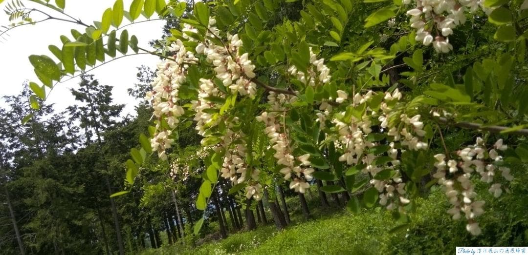 【再出】アカシア蜂蜜 1000g 2本 長野県産 国産蜂蜜 生蜂蜜 西洋蜜蜂a