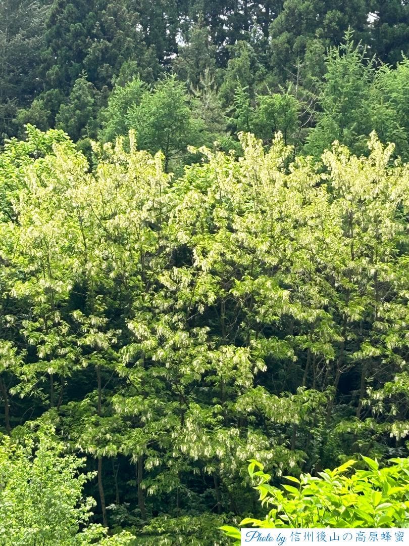 【再出】アカシア蜂蜜 1000g 2本 長野県産 国産蜂蜜 生蜂蜜 西洋蜜蜂a