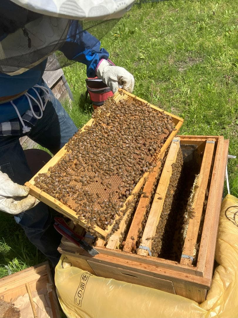 【再出】アカシア蜂蜜 1000g 2本 長野県産 国産蜂蜜 生蜂蜜 西洋蜜蜂a