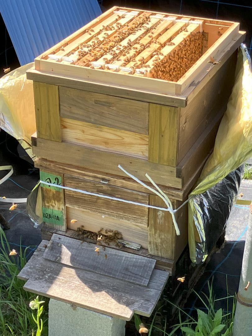 【再出】アカシア蜂蜜 1000g 2本 長野県産 国産蜂蜜 生蜂蜜 西洋蜜蜂a