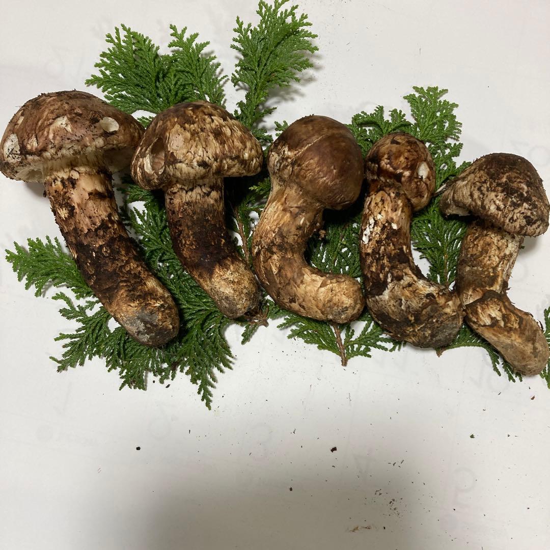 岩手県産　松茸　訳あり(370g)