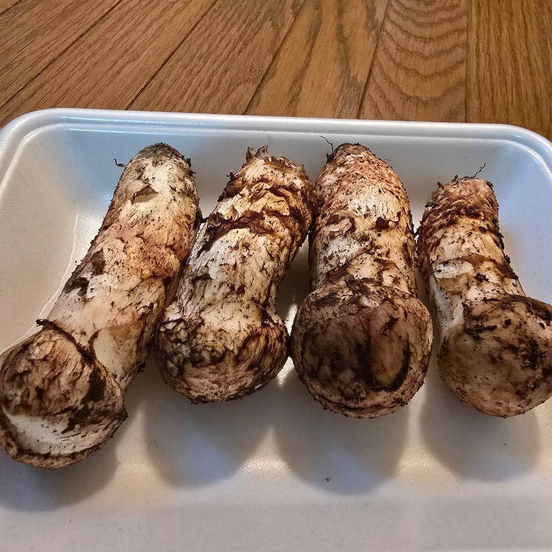 ②岩手県沿岸産 天然松茸【蕾】142ｇ 【本日限り送料無料‼️】