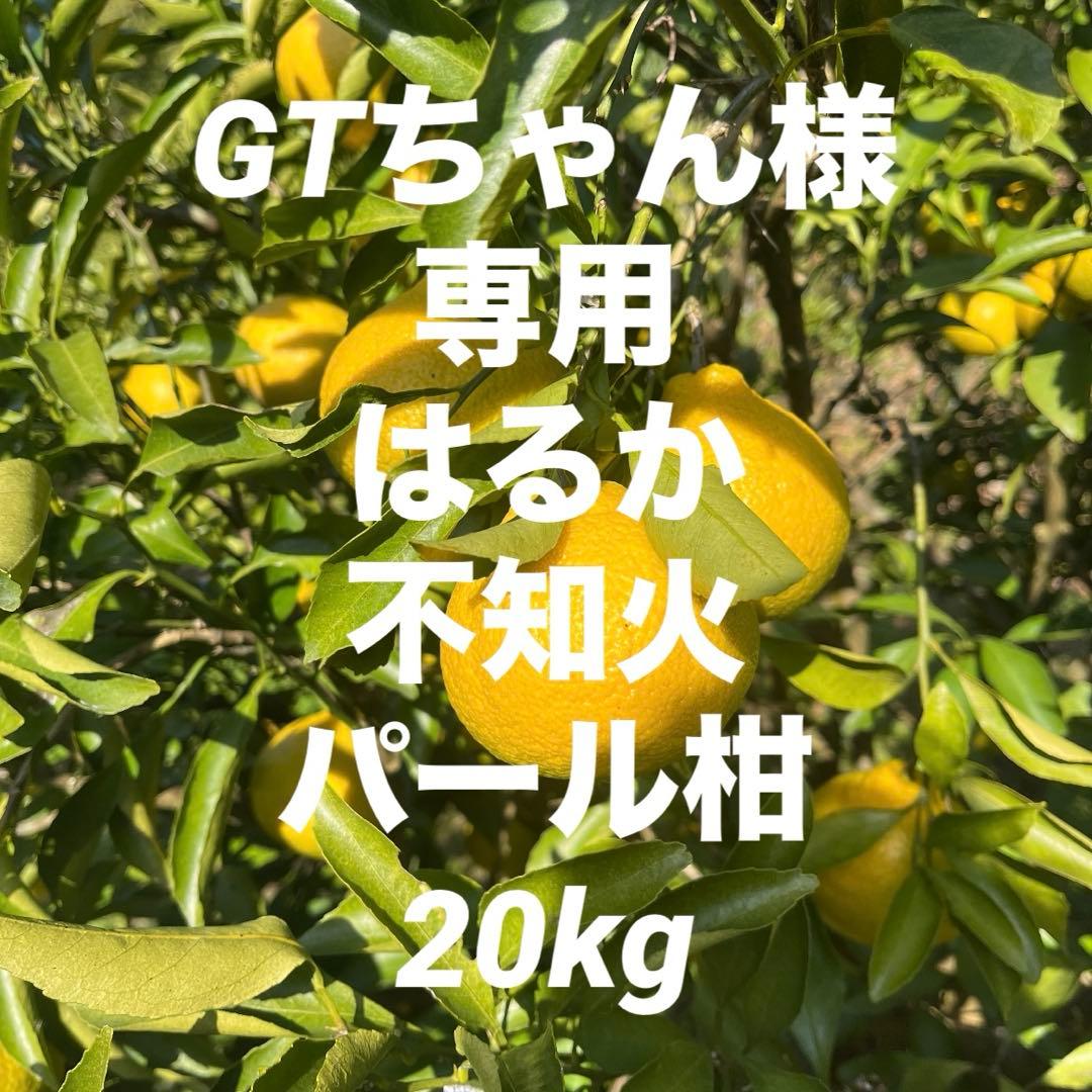 GTちゃんはるか15kg、パール柑、不知火5kg