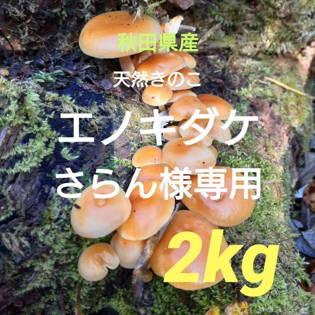秋田県産 天然きのこ エノキダケ 2kg 採れたて