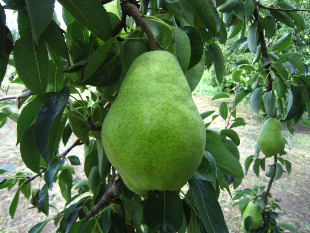 青森県 南部地方産 硬い洋梨(バートレット)大きい順に総重量 約24㎏農園直送⑨