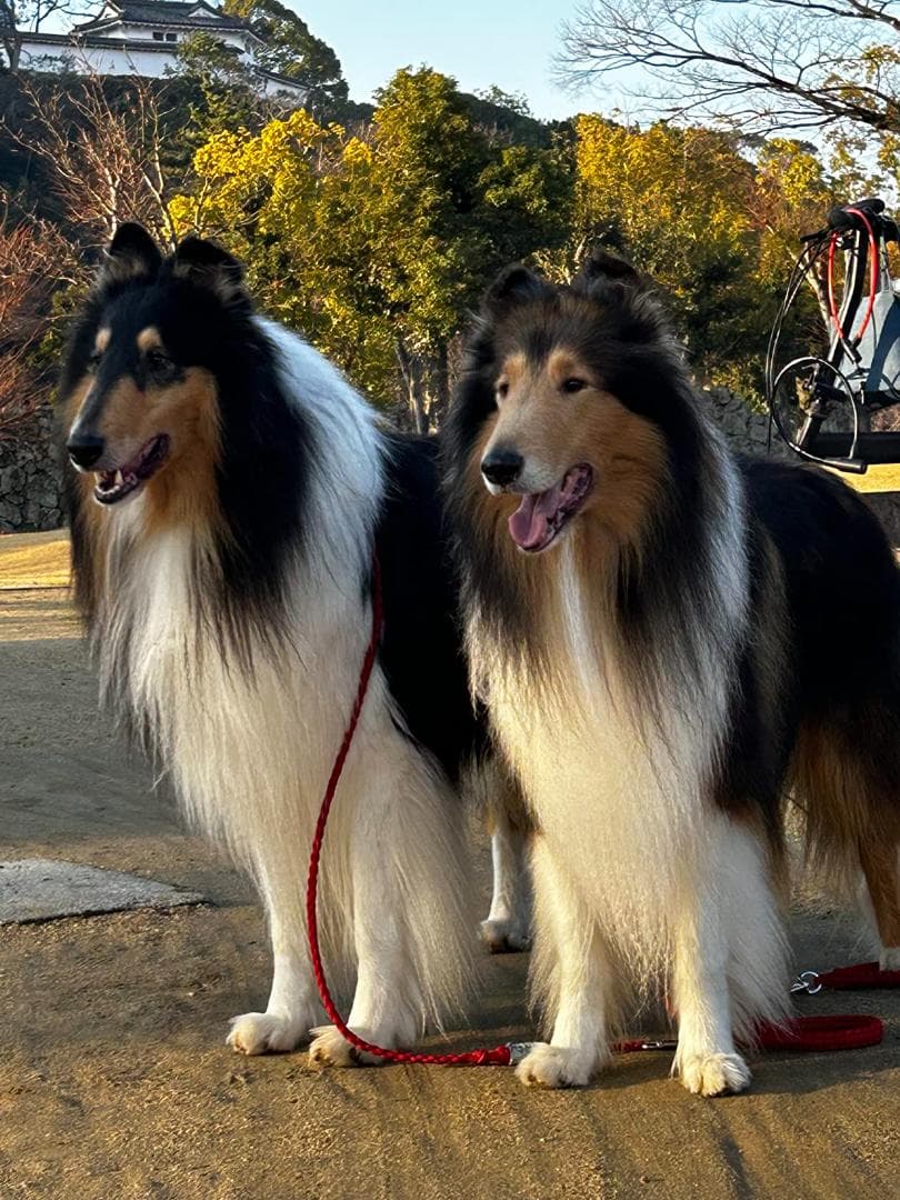 ペットドライヤー トリミング ブロワー 大風量 ブロワー 犬家庭用 速乾 大型p