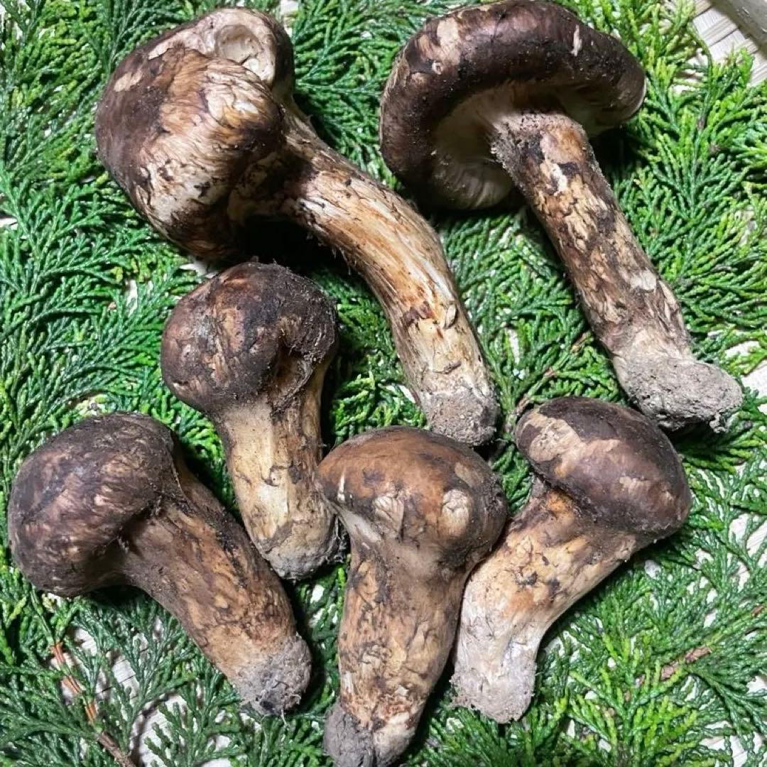 松茸　山梨県　230gセット