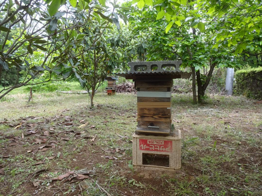 蜂蜜(日本蜜蜂1,1㎏×１本)