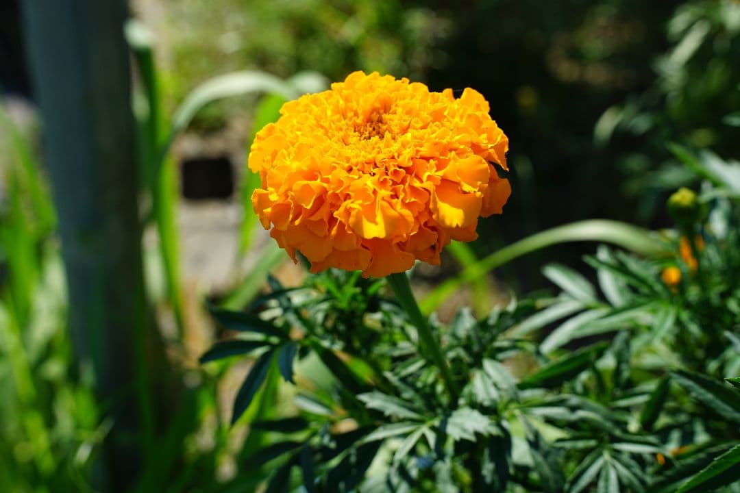 【美品】SONY　a6000　16-50 キットレンズ　セット