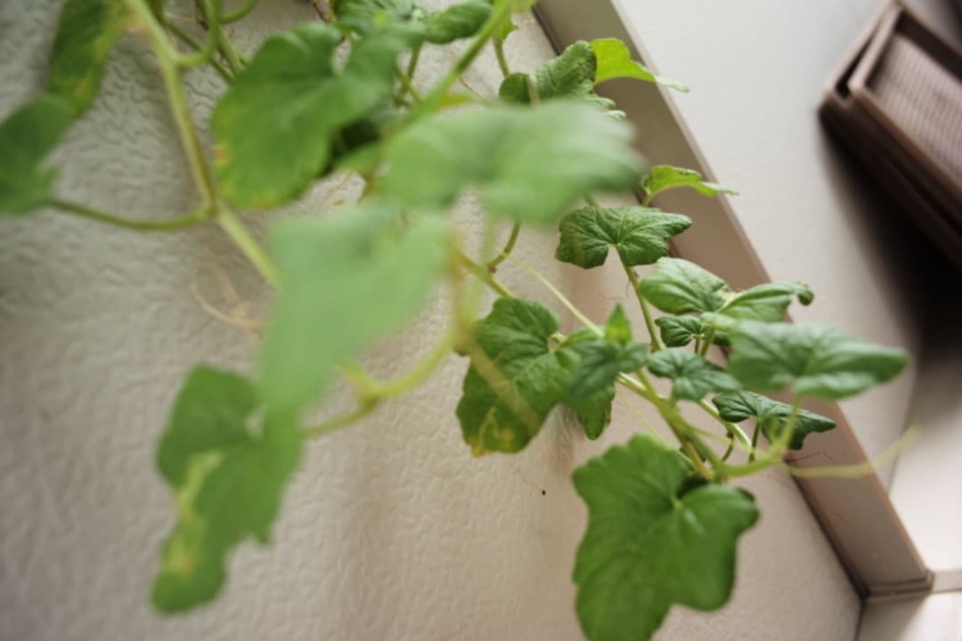 ズミクロン Summicron M35mm F2 ASPH