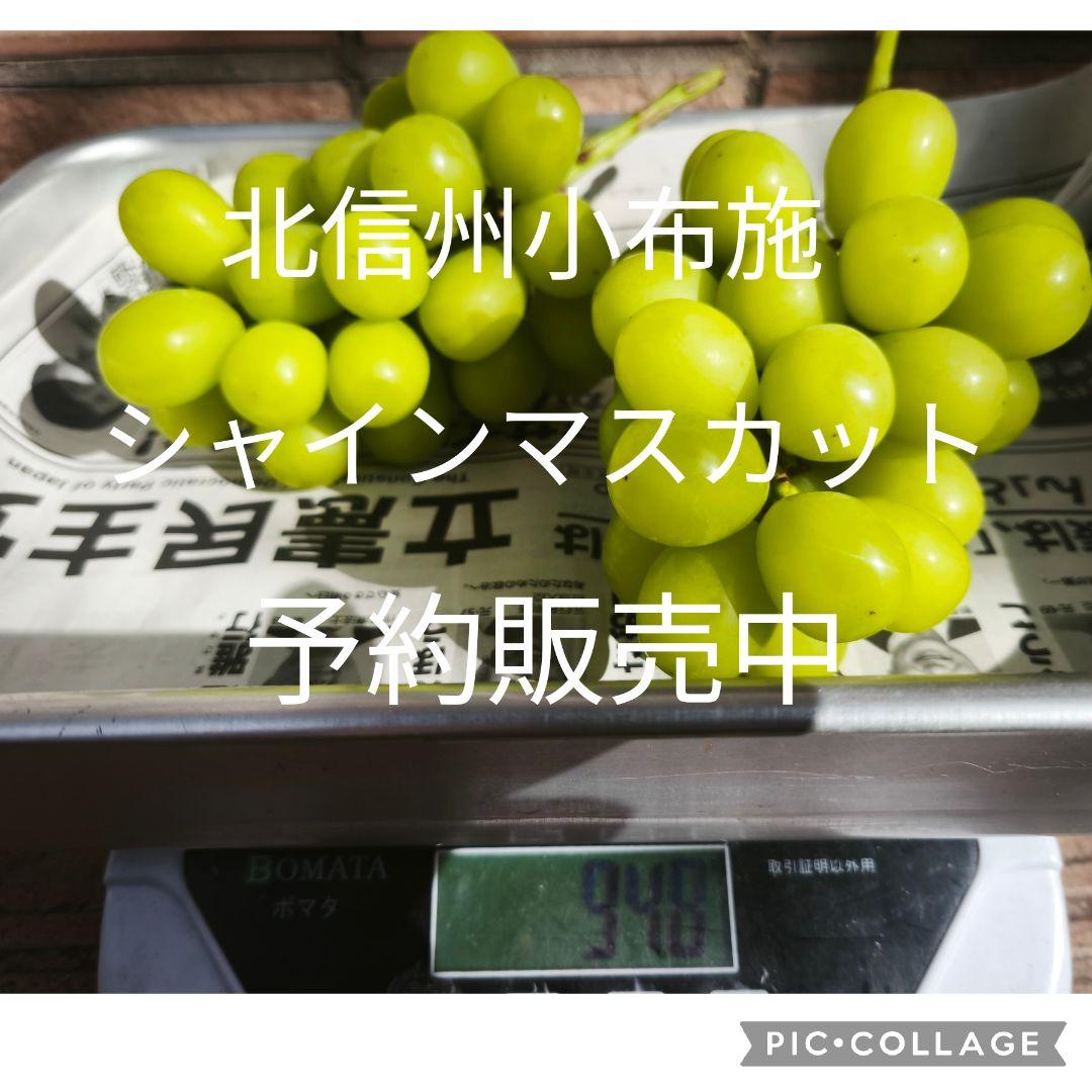 【北信州小布施のシャインマスカット】予約受付中