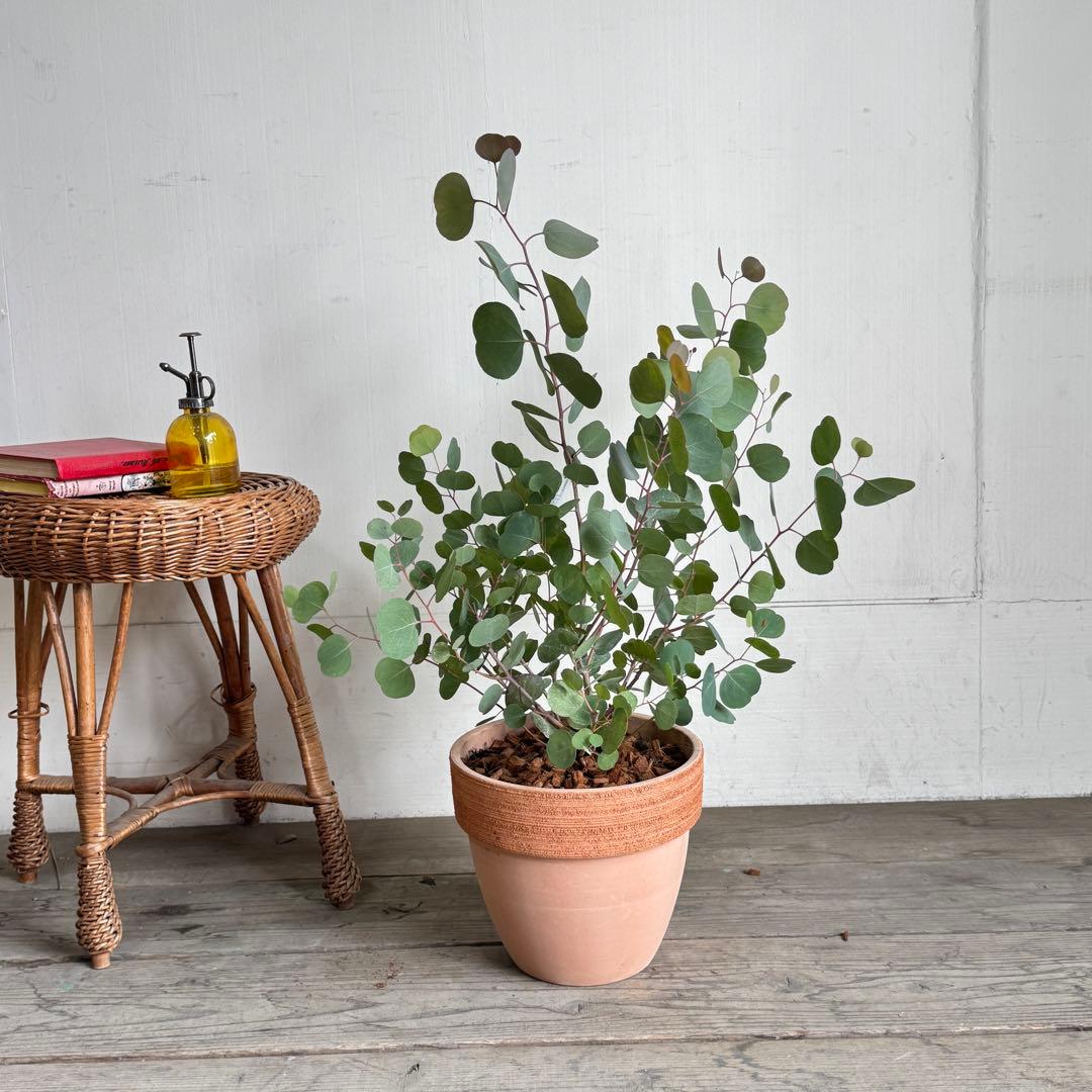 ユーカリ イタリア製テラコッタ鉢植え　ポポラス　シルバーリーフ