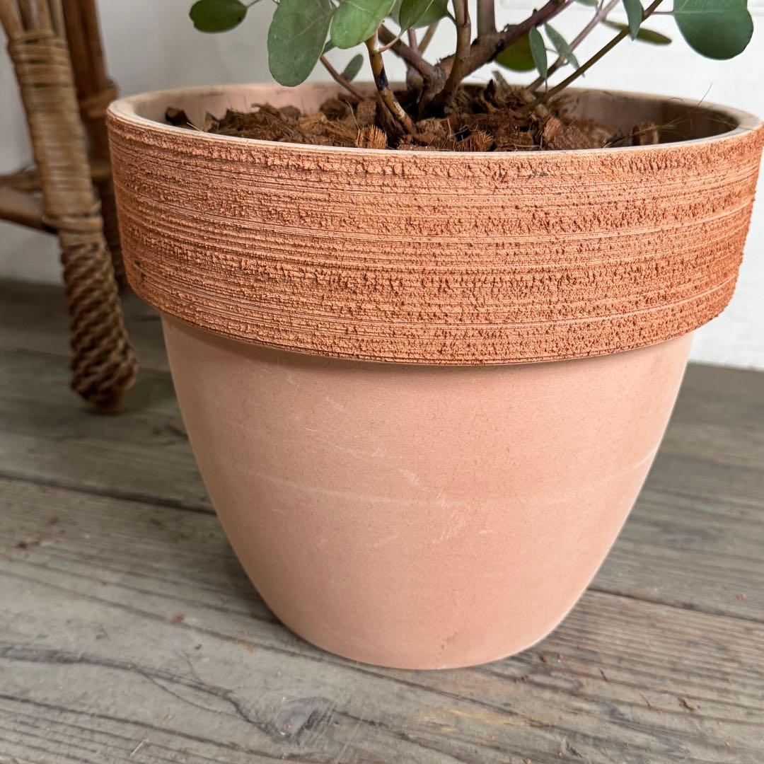 ユーカリ イタリア製テラコッタ鉢植え　ポポラス　シルバーリーフ