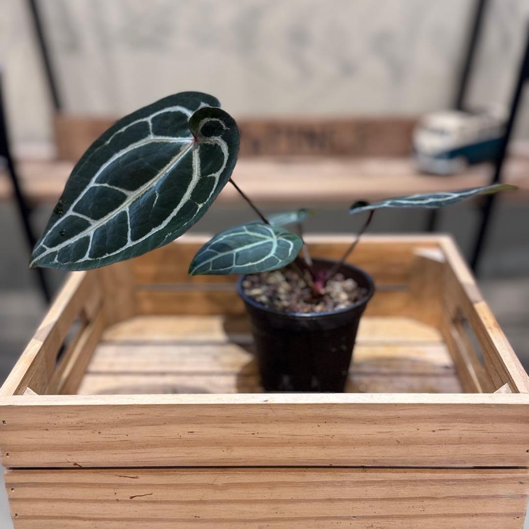 g*o様 28 アンスリウム　‘ミシェル’ F2 レッドクリスタリナム