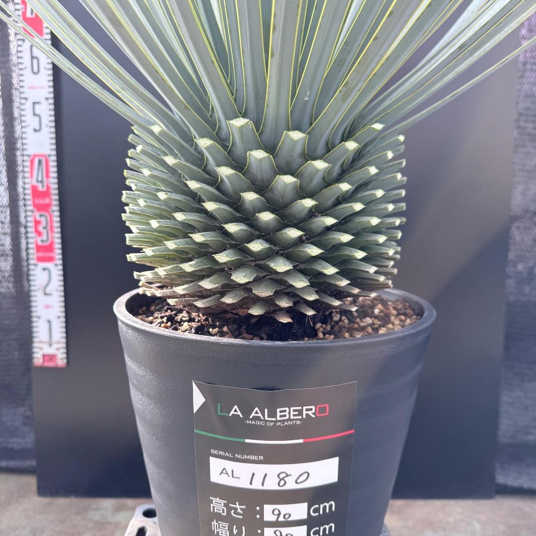 【AL1180】ユッカ　ロストラータ 超ブルー個体　超美形　極太