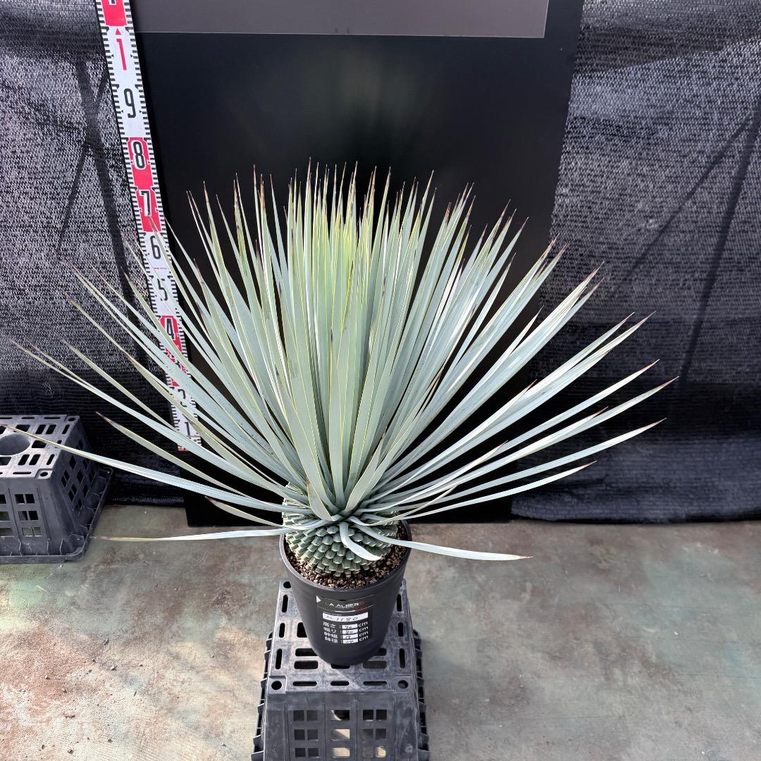 【AL1180】ユッカ　ロストラータ 超ブルー個体　超美形　極太