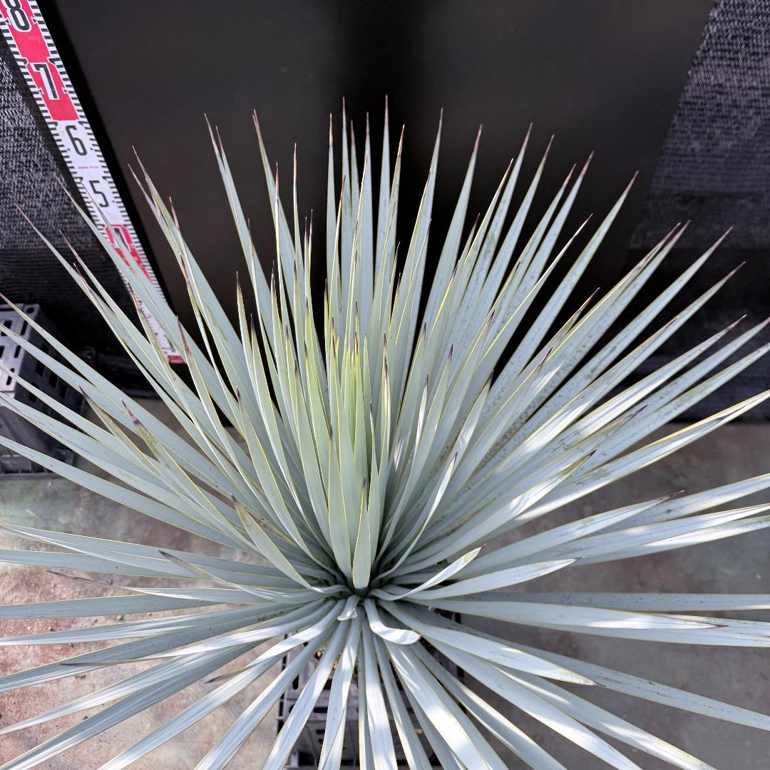 【AL1180】ユッカ　ロストラータ 超ブルー個体　超美形　極太