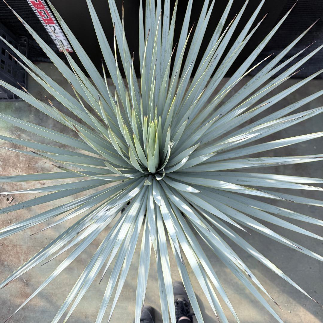 【AL1180】ユッカ　ロストラータ 超ブルー個体　超美形　極太