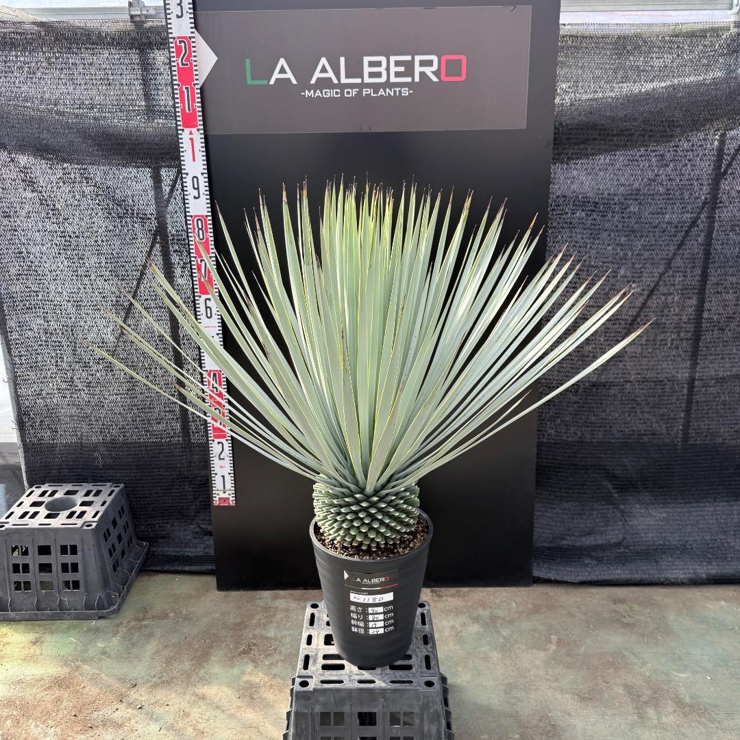 【AL1180】ユッカ　ロストラータ 超ブルー個体　超美形　極太