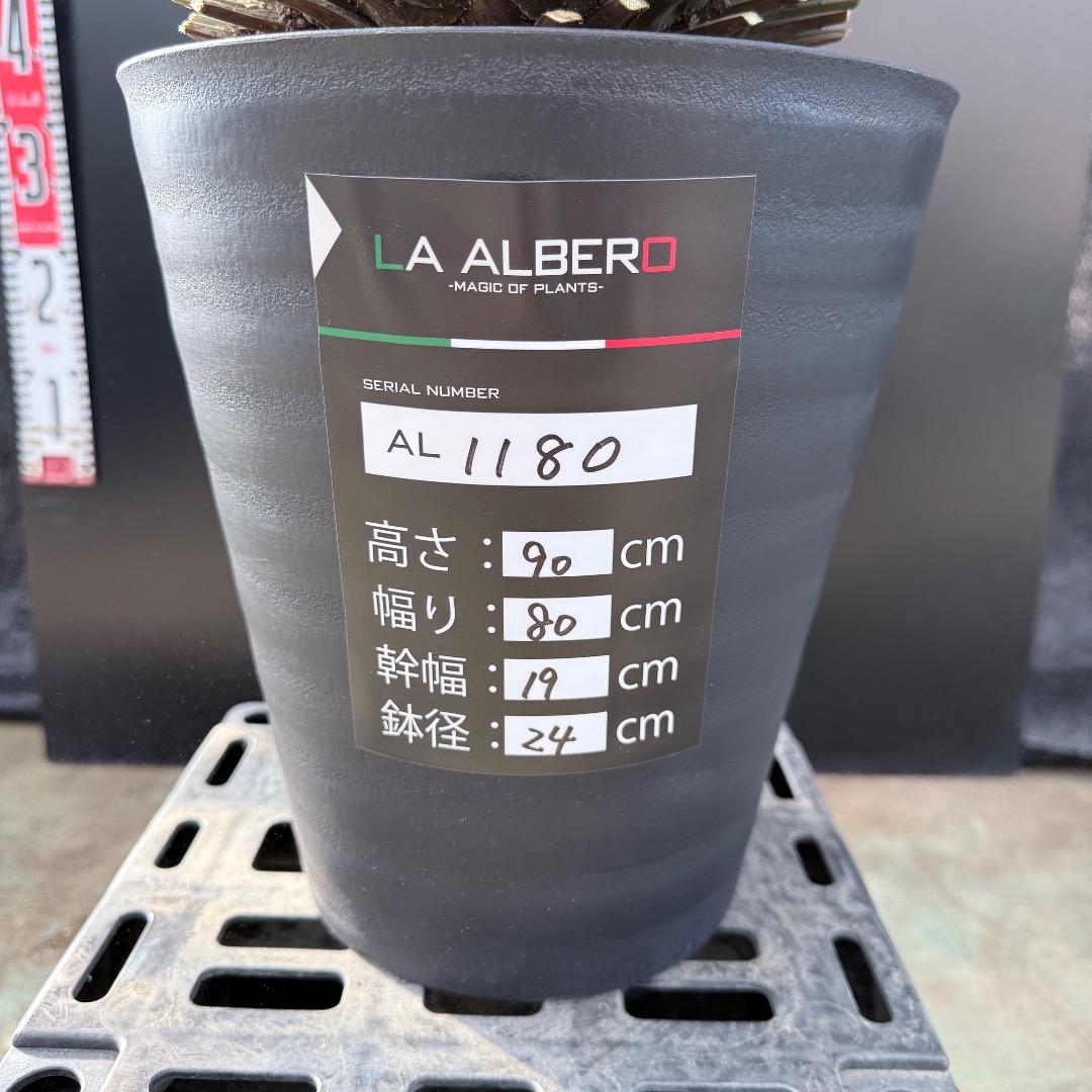 【AL1180】ユッカ　ロストラータ 超ブルー個体　超美形　極太