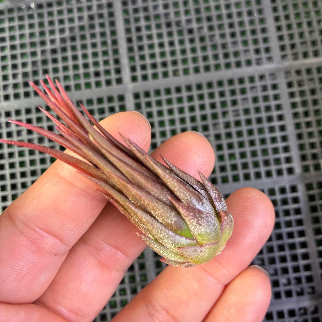 ブロメリア・エアープランツ Tillandsia ionantha 'Peanut'Rosita Color