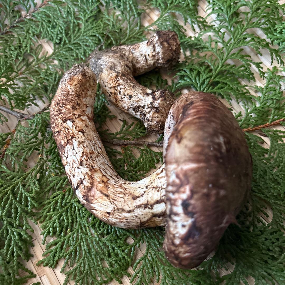 極上&双子‼️長野県南信州産‼️松茸 2本セット 184g 10/17朝採れ