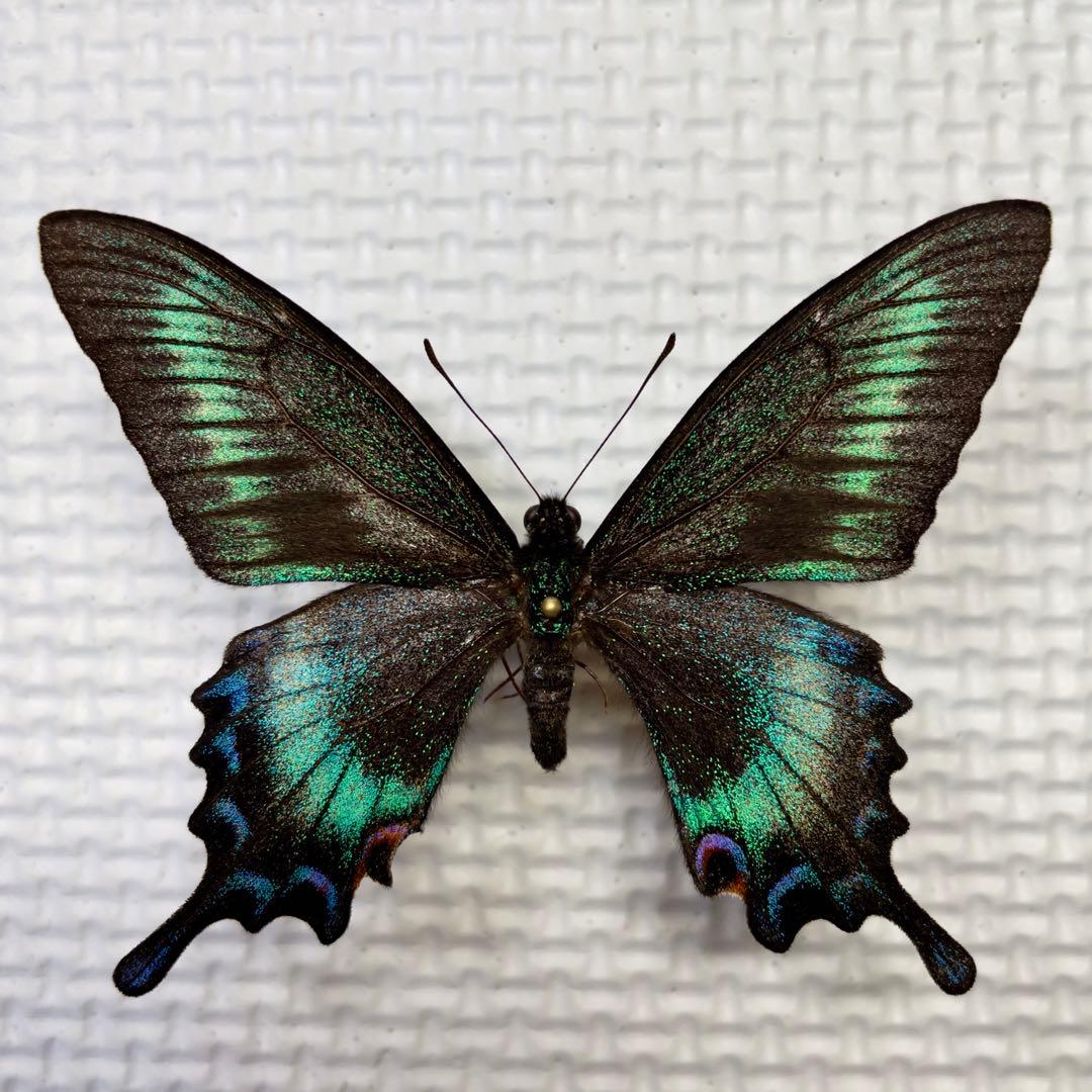 蝶標本⭐️色彩異常　北海道産ミヤマカラスアゲハ春型♂ 採集品⭐️斑紋異常　赤紋出現⭐️