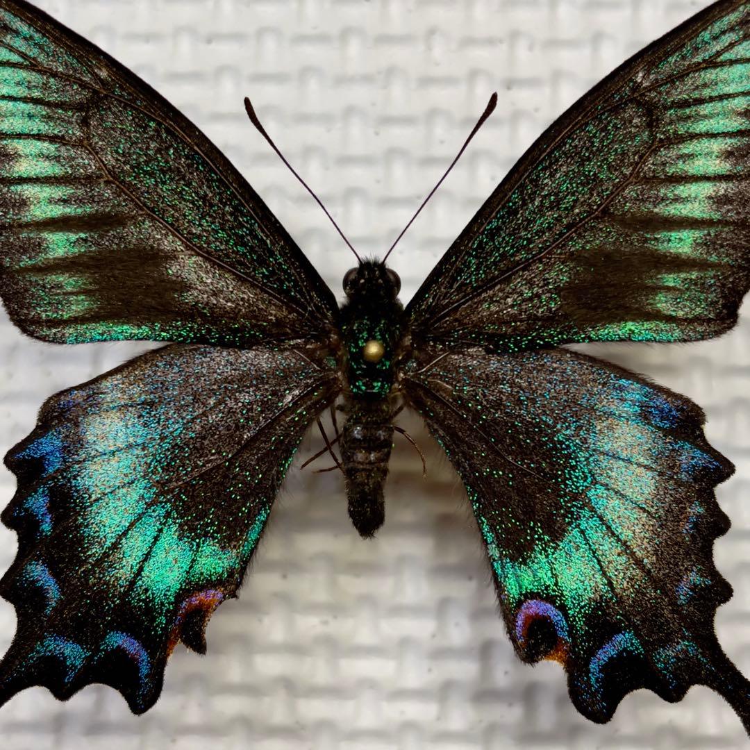 蝶標本⭐️色彩異常　北海道産ミヤマカラスアゲハ春型♂ 採集品⭐️斑紋異常　赤紋出現⭐️