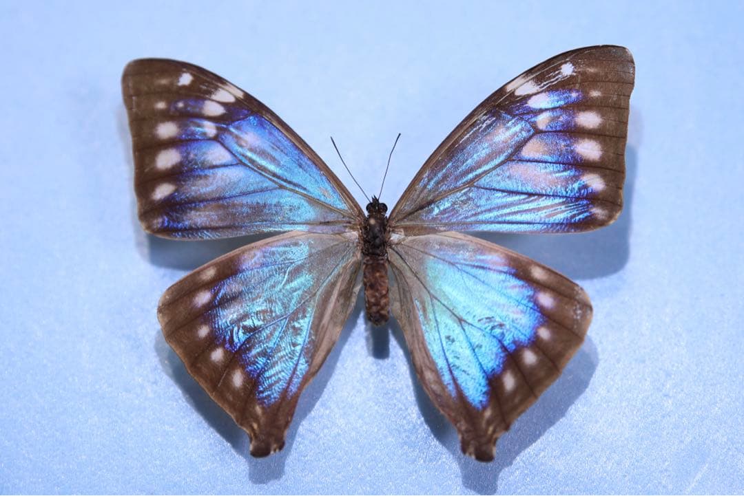 エガーモルフォ♀ブルーフォーム！標本！