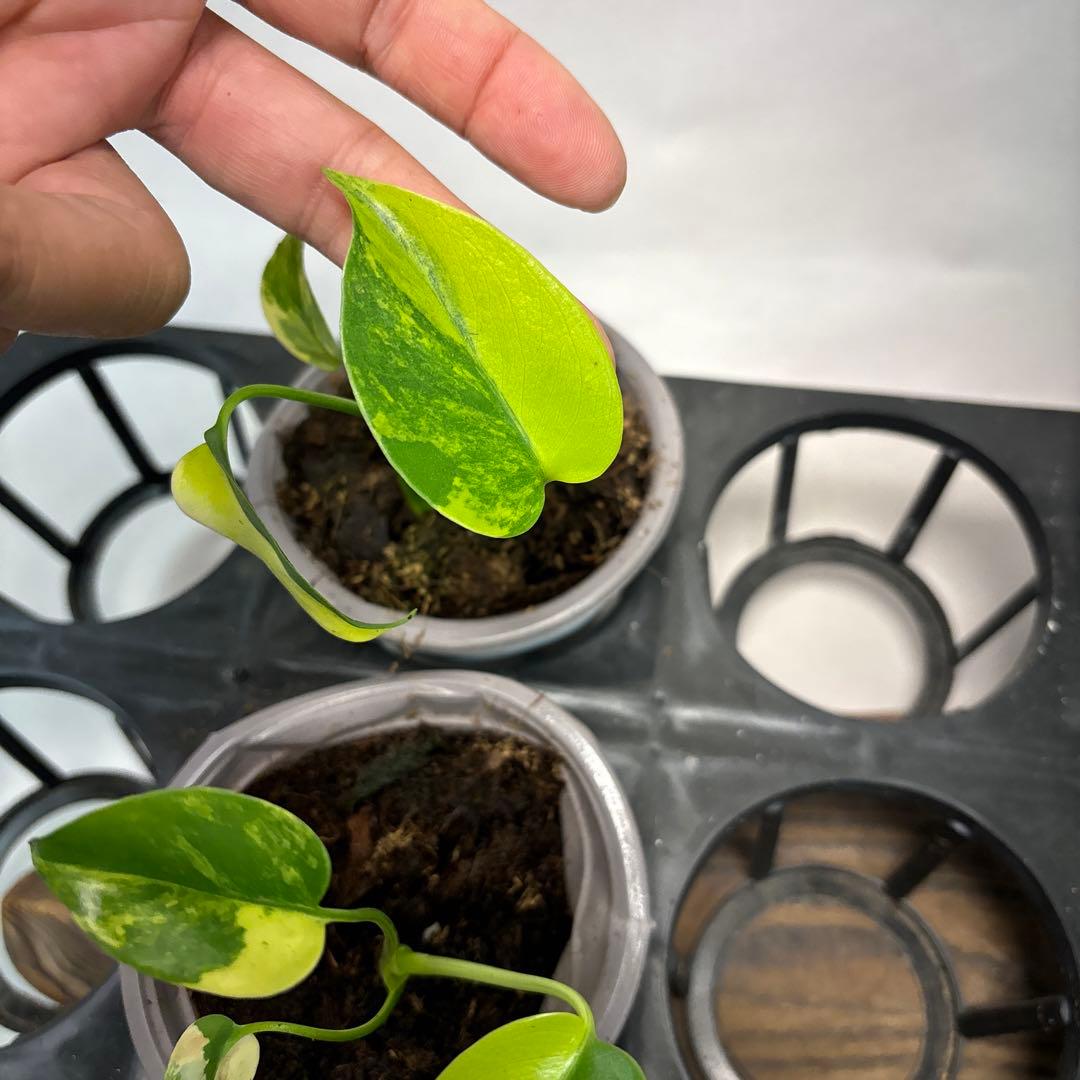 ち*か様 5株セットms76モンステラデリシオーサ イエローマリリン