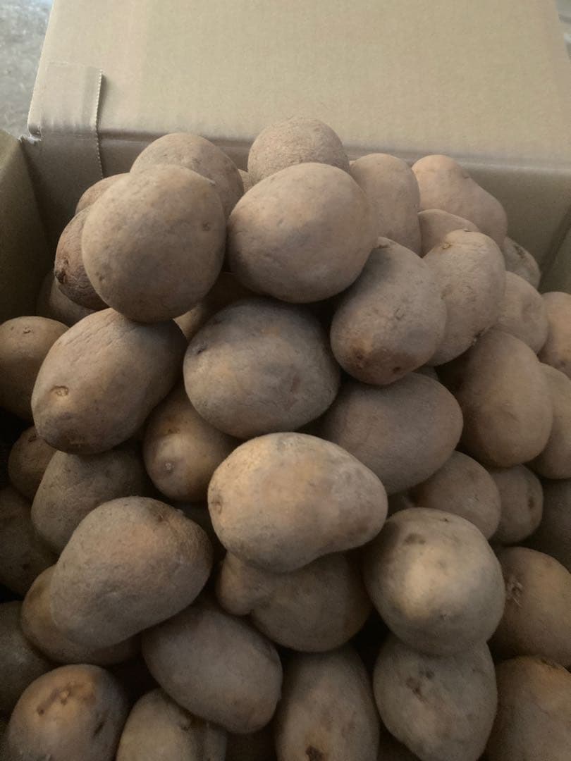 いぬ子さん専用　インカのめざめ　2Sサイズ　20Kg 北海道産