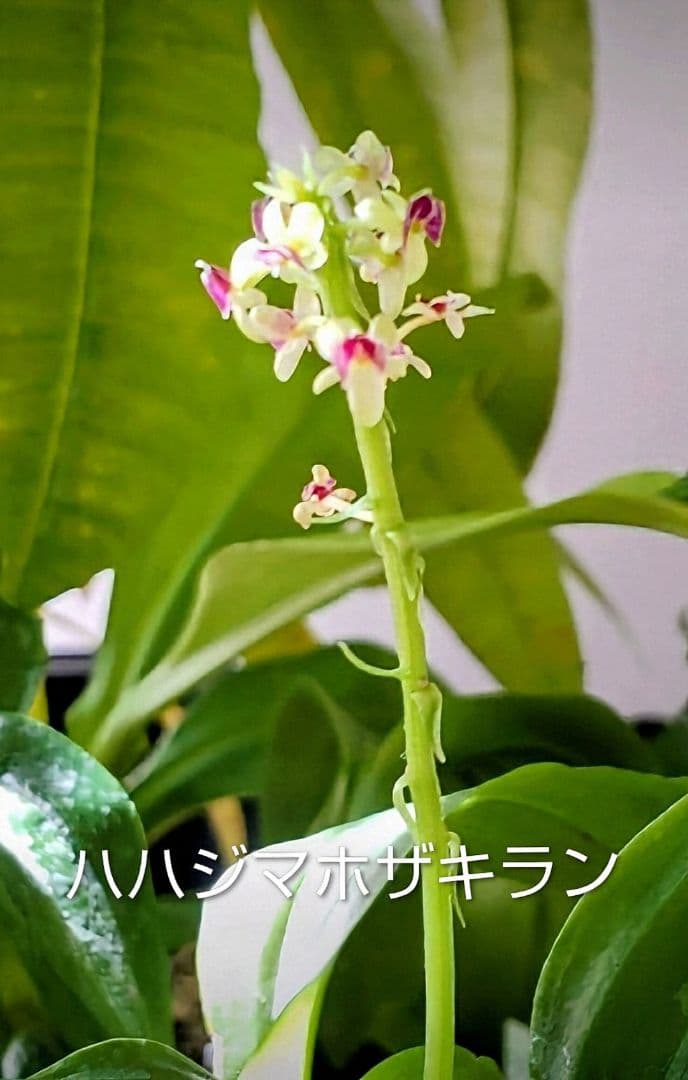 も*ん様 山野草・ホザキラン(希少種！ホザキラン)