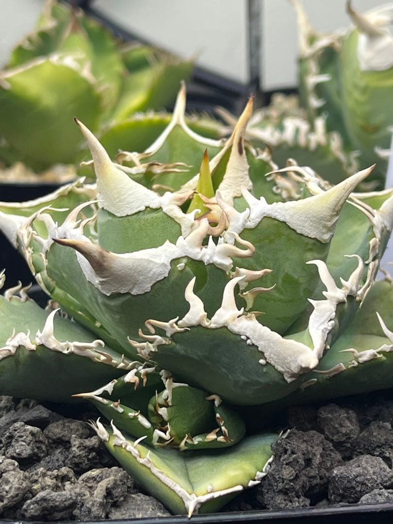 アガベ　チタノタ　ivory w.a アイボリーダブリューエー