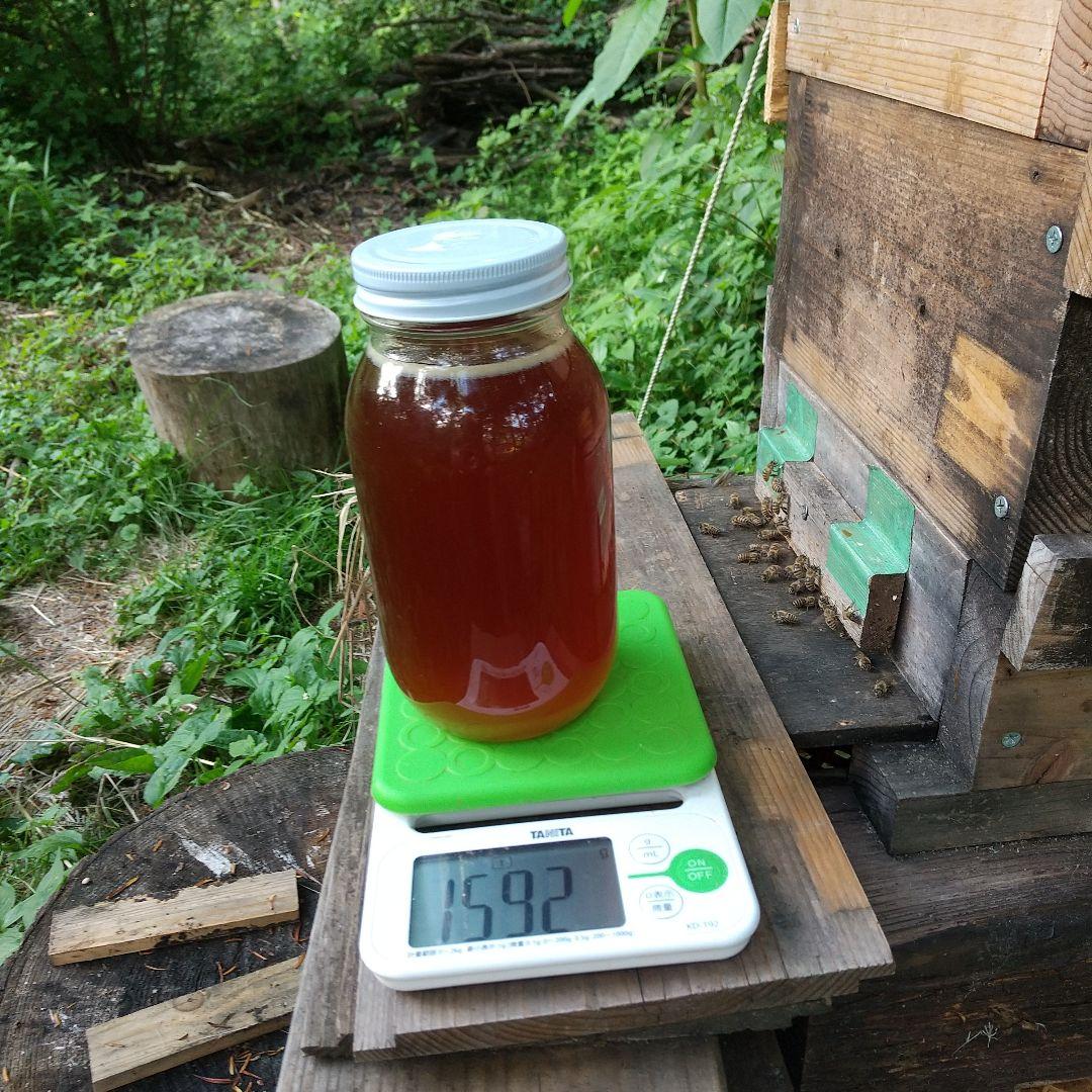 日本蜜蜂 の天然蜂蜜 ハチミツ 1160グラム 八ヶ岳西麓 1250m 産