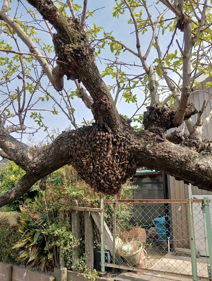 国産天然はちみつ　ニホンミツバチの百花蜜　1150グラム 2本