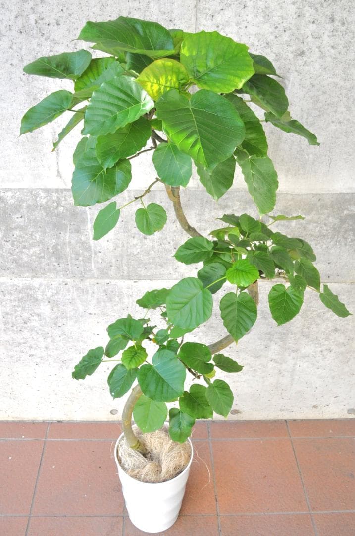 フィカス ウンベラータ 145cm 8号