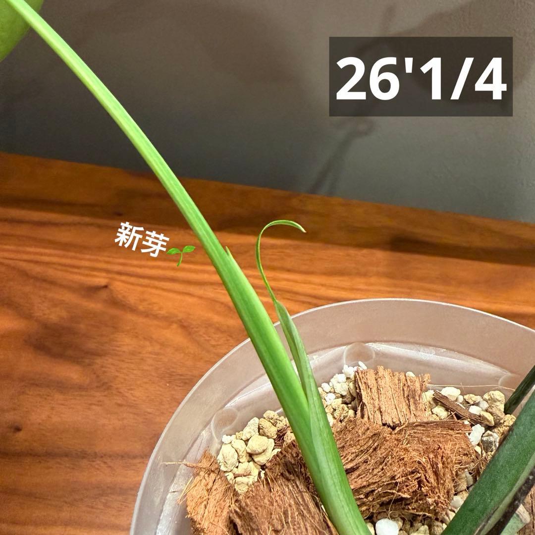 モンステラ・ポトス Monstera Borsigiana Cebublue mint 03