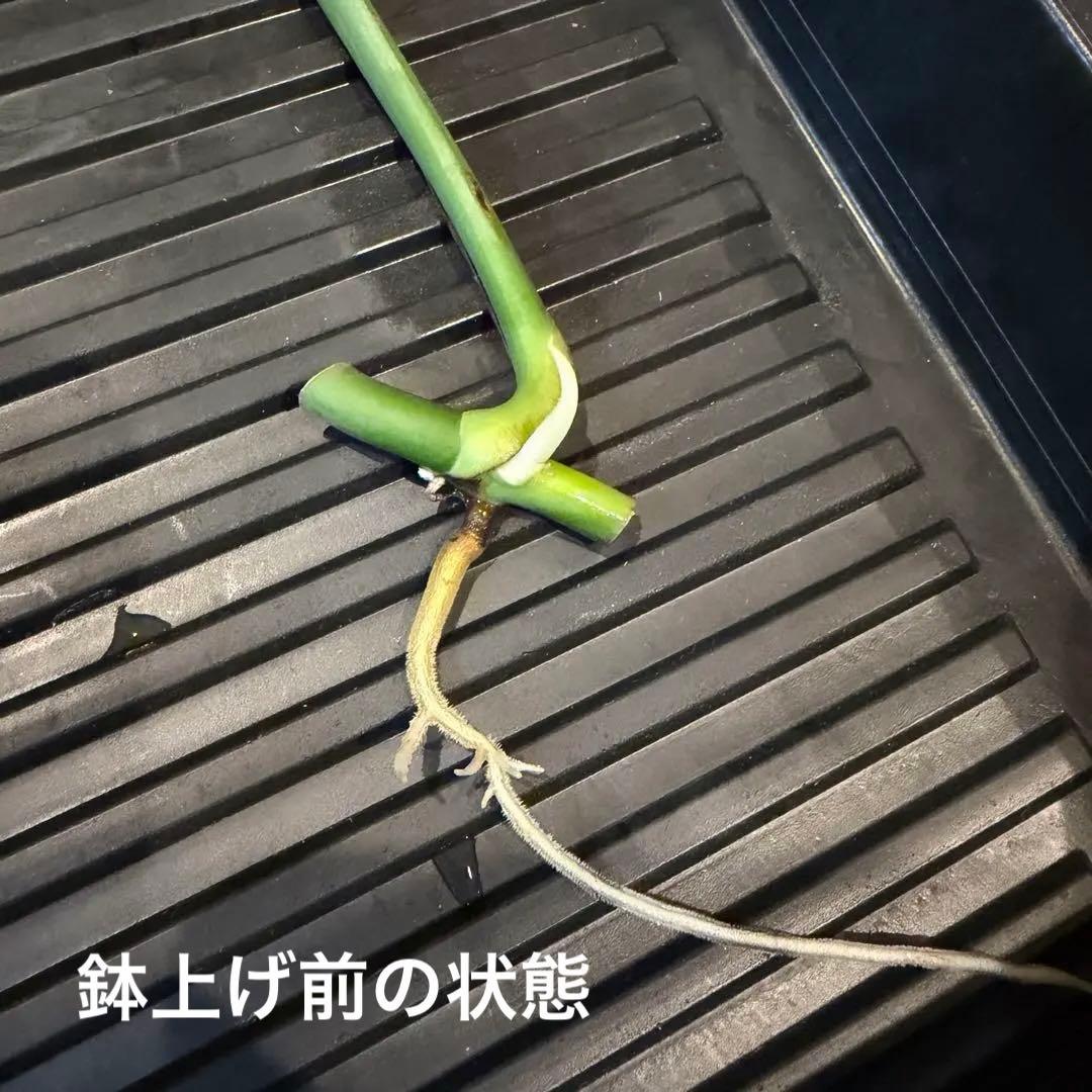 モンステラ・ポトス Monstera Borsigiana Cebublue mint 03