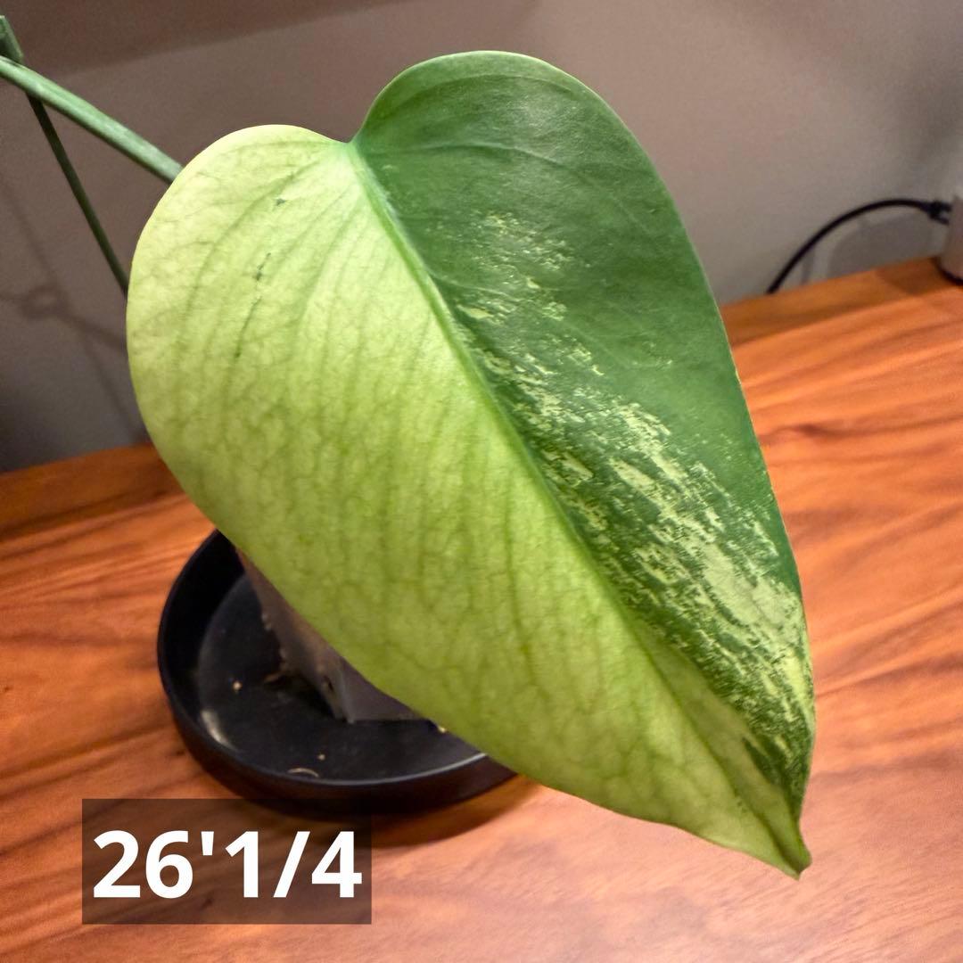 モンステラ・ポトス Monstera Borsigiana Cebublue mint 03