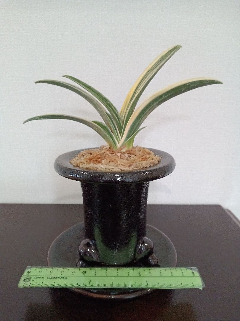 万年青「最晃閣」