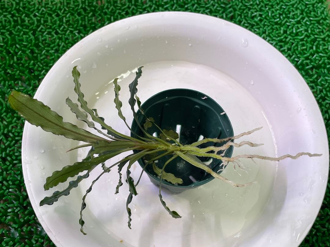 【TB便　2種セット】\"Balai Karangan\"& \"Posuk\"