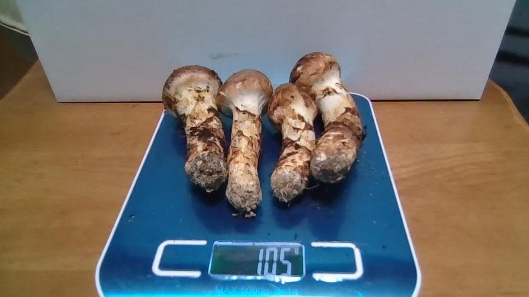 松茸　岡山産１０２ｇ