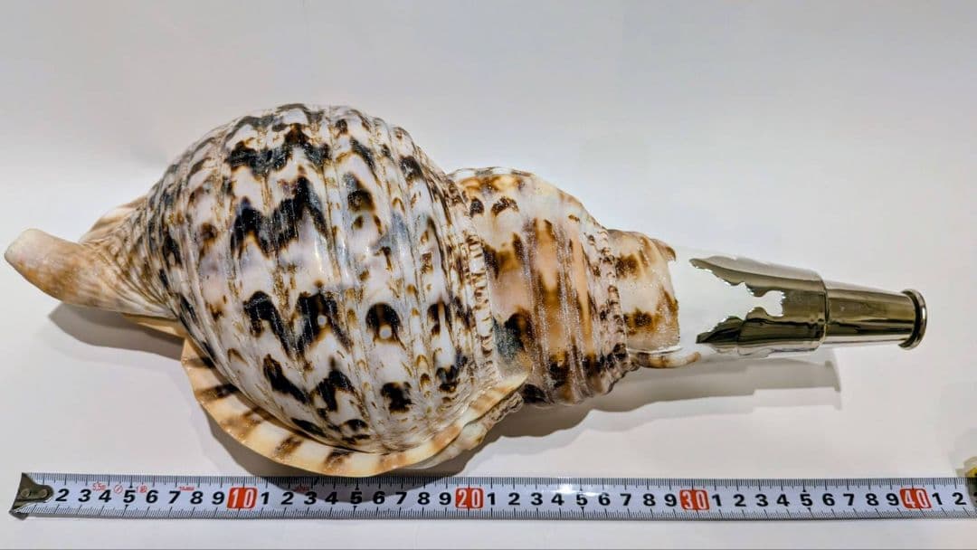 法螺貝　39.2cm 貝袋付き　1292ｇ　 38000円　山伏　修験