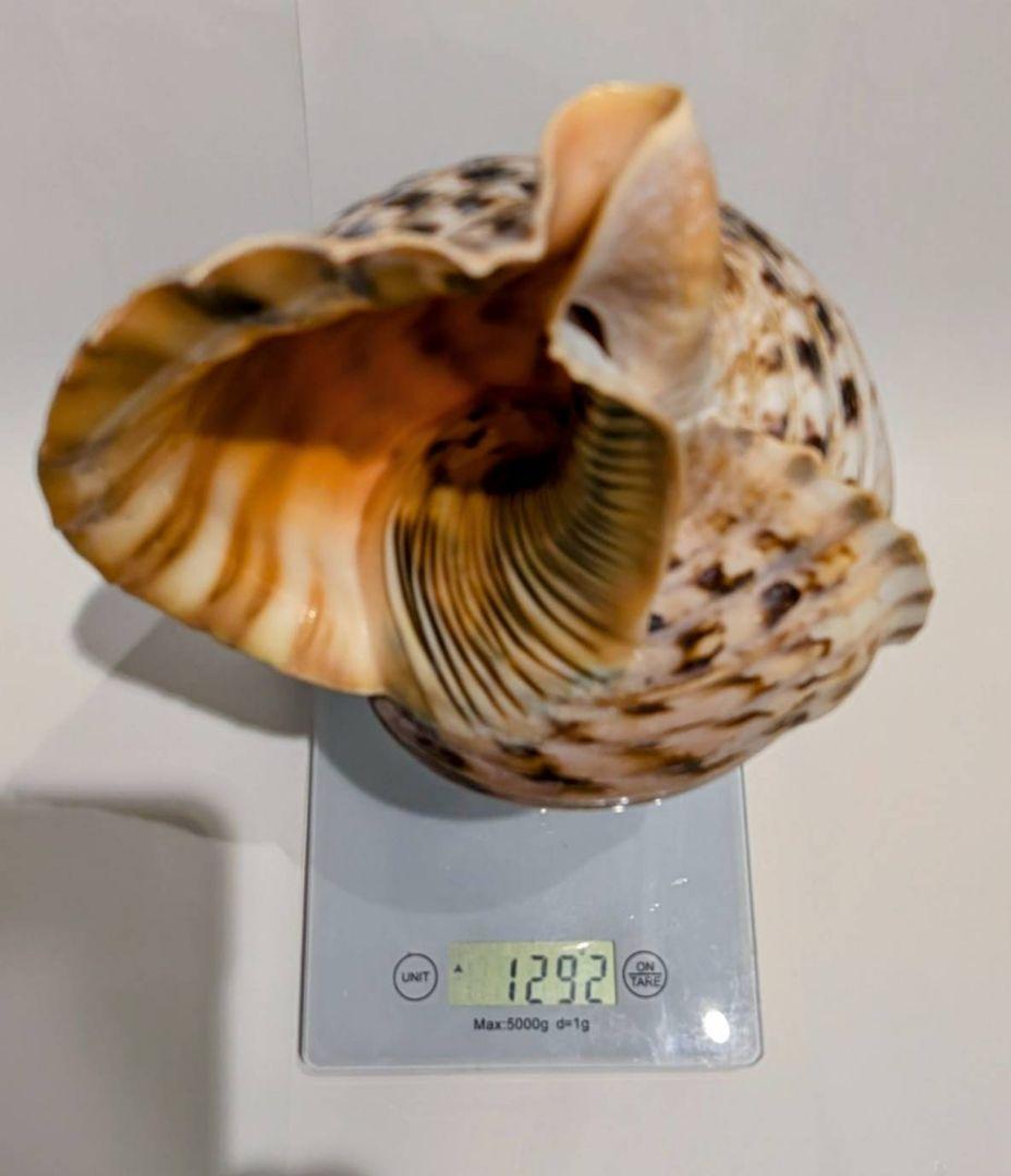 法螺貝　39.2cm 貝袋付き　1292ｇ　 38000円　山伏　修験