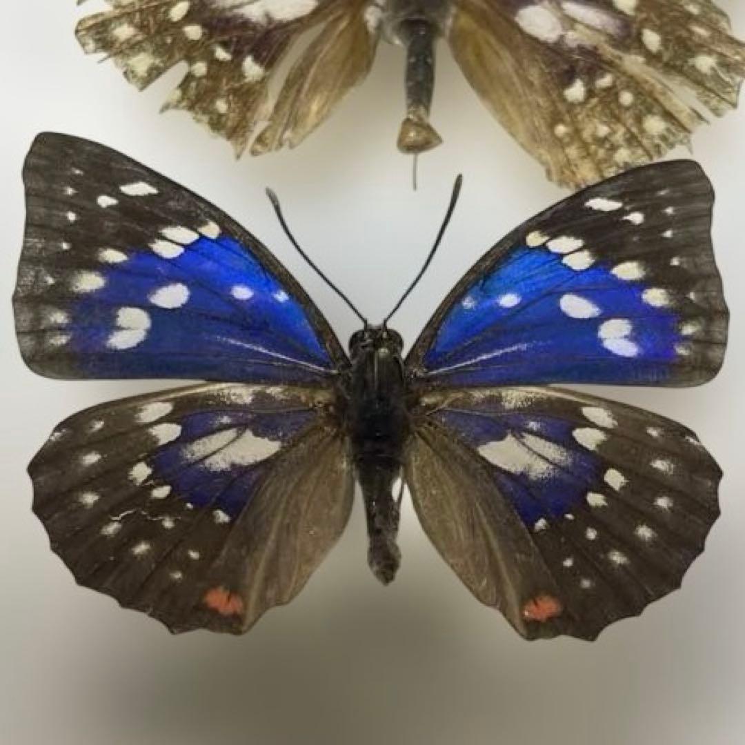 蝶標本各種　ドイツ箱入り