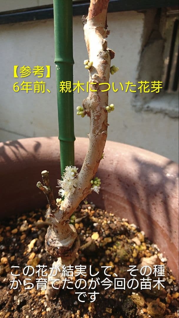 ジャボチカバ【大葉 四季成り性】 6年生 実生 ポット苗 熱帯果樹 観葉植物