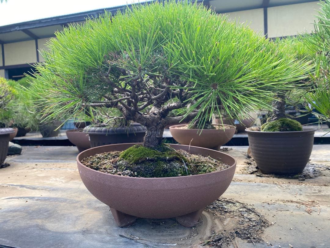 ち*ん様 中型松盆栽 苔付き 陶器鉢　赤松