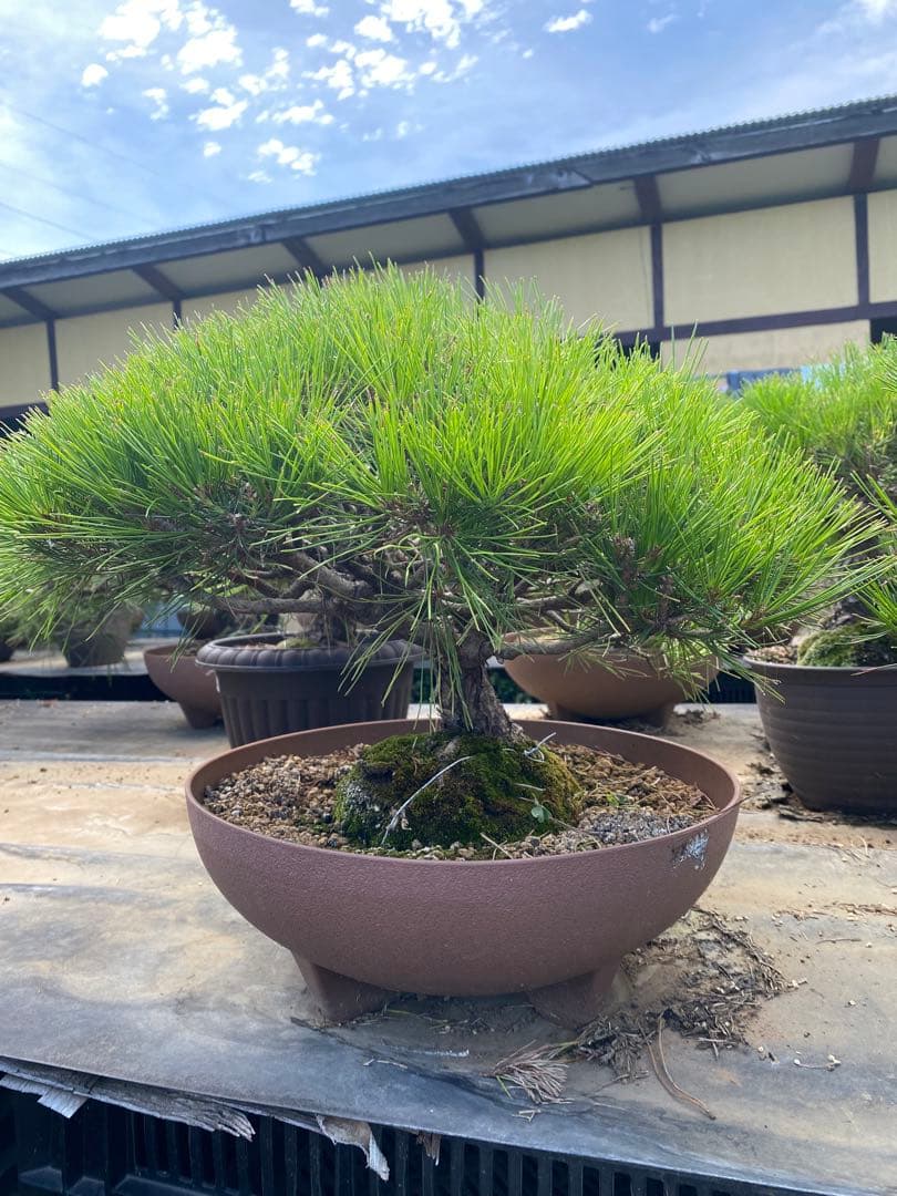 ち*ん様 中型松盆栽 苔付き 陶器鉢　赤松